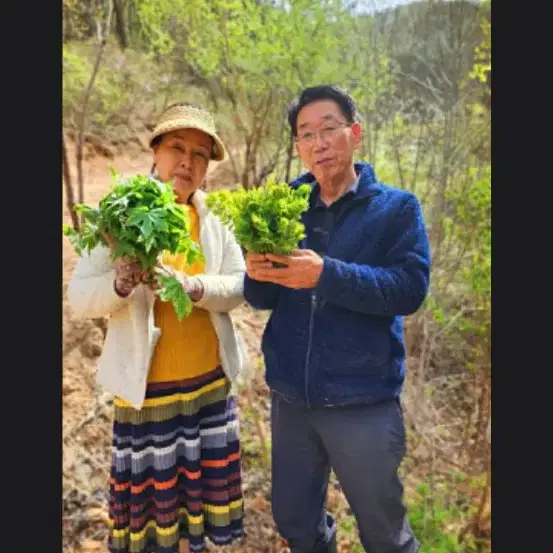 산나물의 본고장 '경북 영양' 자연산 산취나물