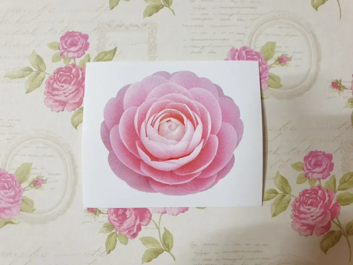 [Instagram, sticker] Pink camellia for finishing touches