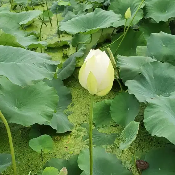 완전 깔끔하고 스판도 있어 생활 하기 편해요29 30