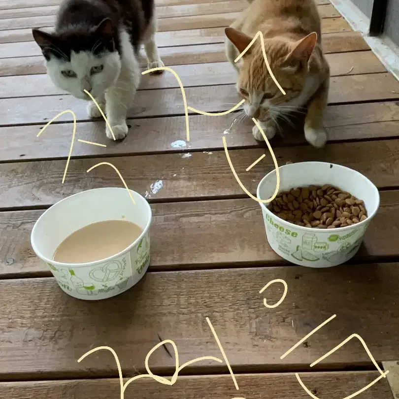 고양이 사료,간식,용품, 강아지 간식 나눔해주실 분