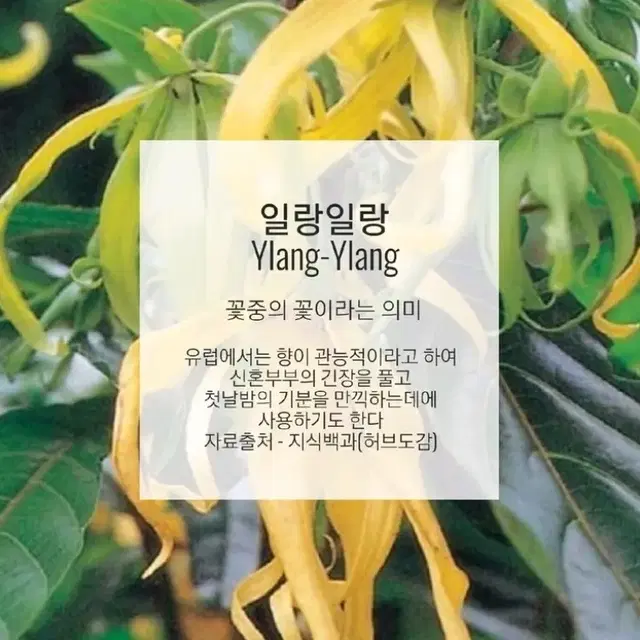 첫날밤 입욕제