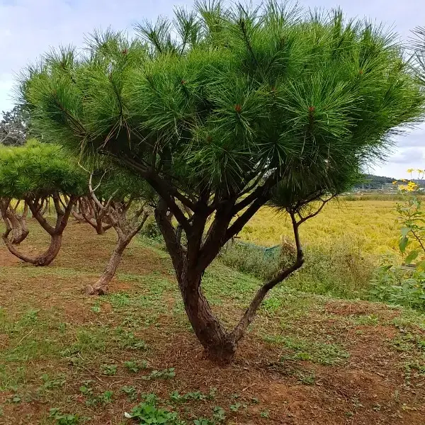 소나무