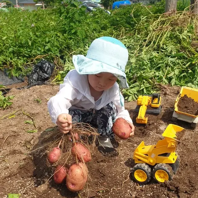 강원도 영월 키토산 속노란 카스테라 햇 홍감자