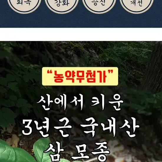 장뇌삼모종 2년근 산양삼 건강식품 인삼