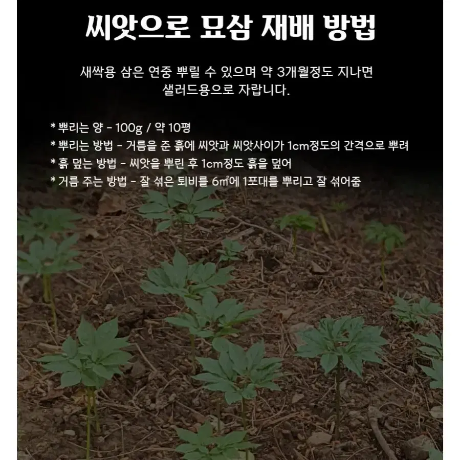 장뇌삼 씨앗 산양삼 씨앗 개갑 건강식품 산삼