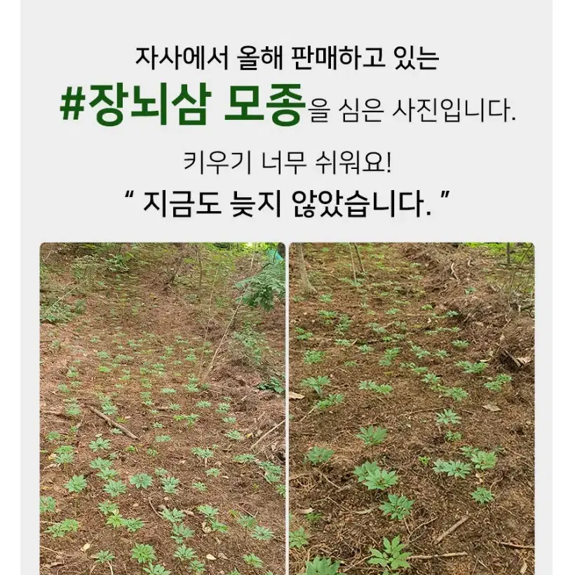 장뇌삼 씨앗 산양삼 씨앗 개갑 건강식품 산삼