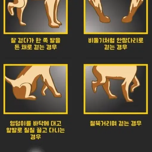 강아지 쓸개골탈구 관절지지대