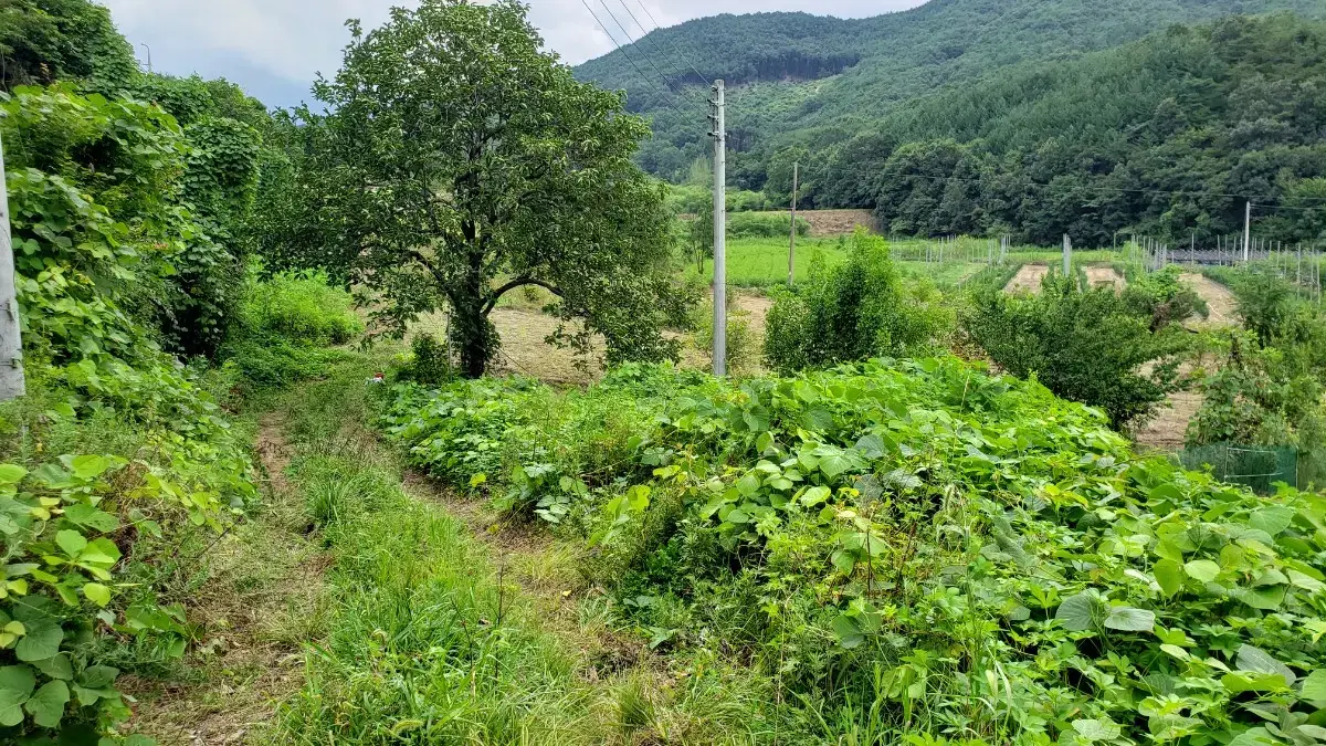 충북 영동 양산면 누교리 땅