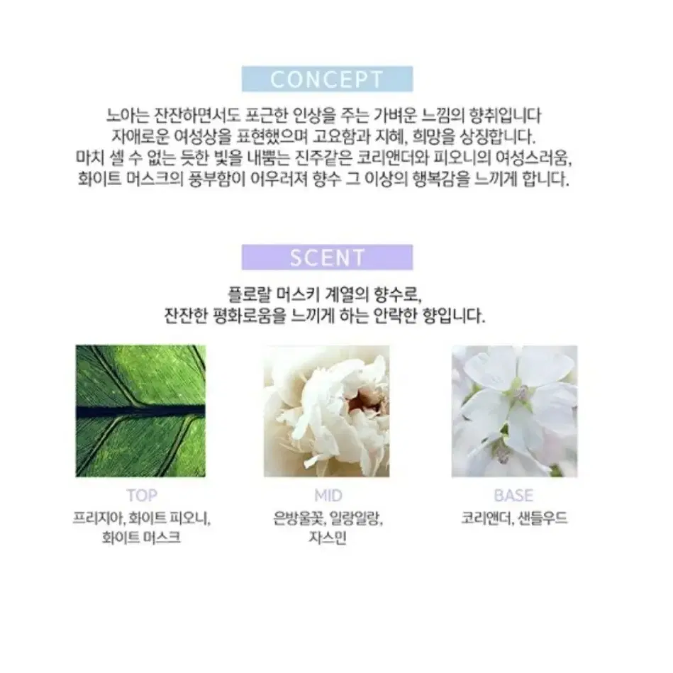 까사렐 노아 EDT 100ml