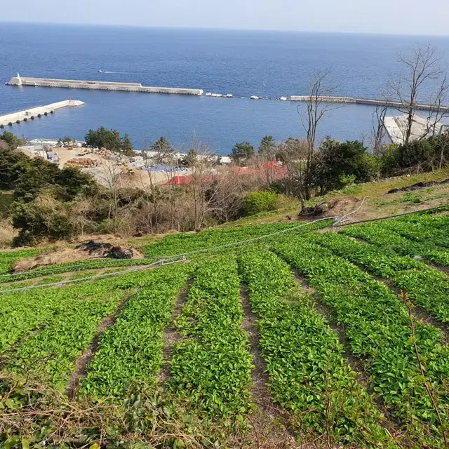 울릉도 토종 명이나물모종 산마늘 울릉도산 밭작물 원예 주말농장 텃밭