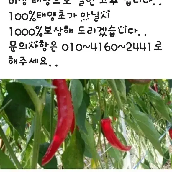 고창 바람 맞고 자란 100%태양초 해풍고추와  고춧가루