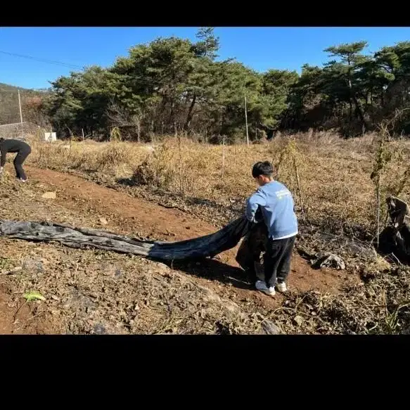 비염특효 작두콩차 팝니다