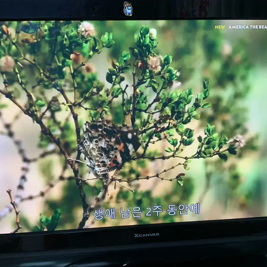 TV LG 121cm대각선