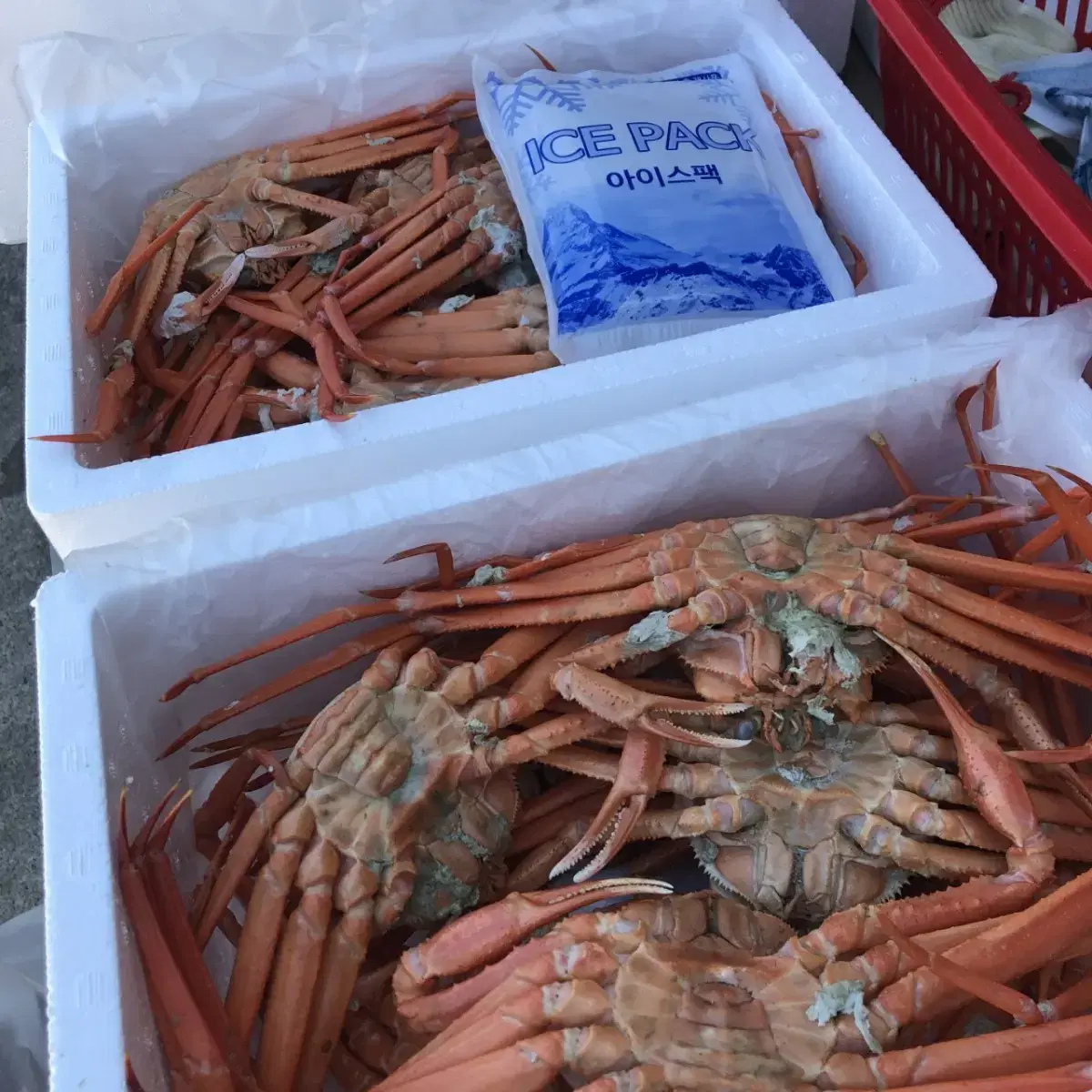 무료배송  구룡포 산지직송 맛있는  연지홍게