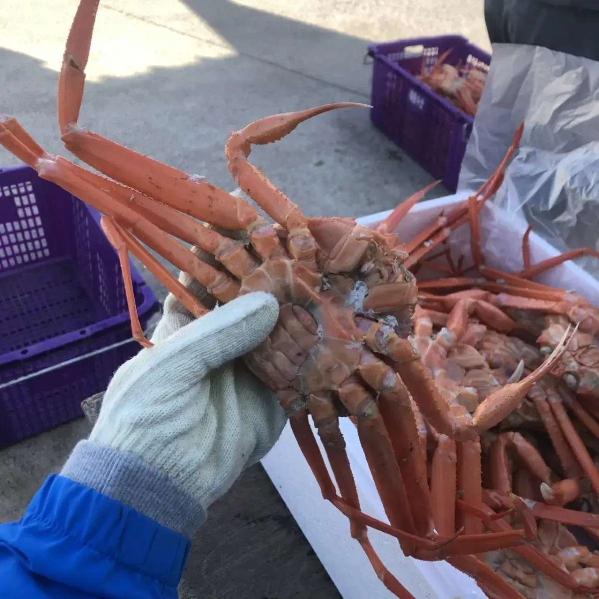 무료배송  구룡포 산지직송 맛있는  연지홍게