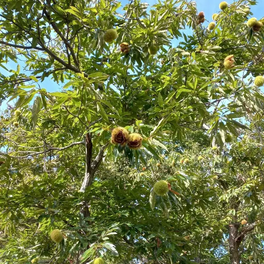 직접 생산한 밤 팝니다