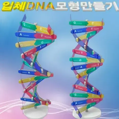 (새제품)입체DNA 교육완구 조립 판매합니다. 