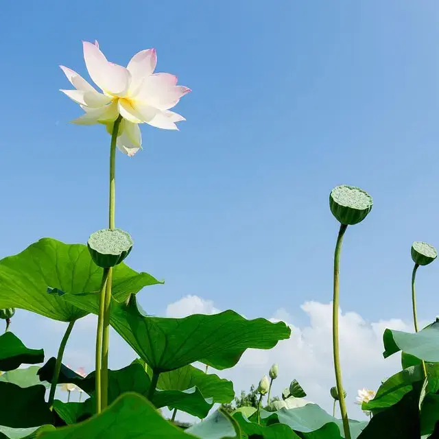 깔끔하게 껍질과 씨앗을 제거한 베트남산 생연자육 연꽃씨 연꽃씨앗 500g