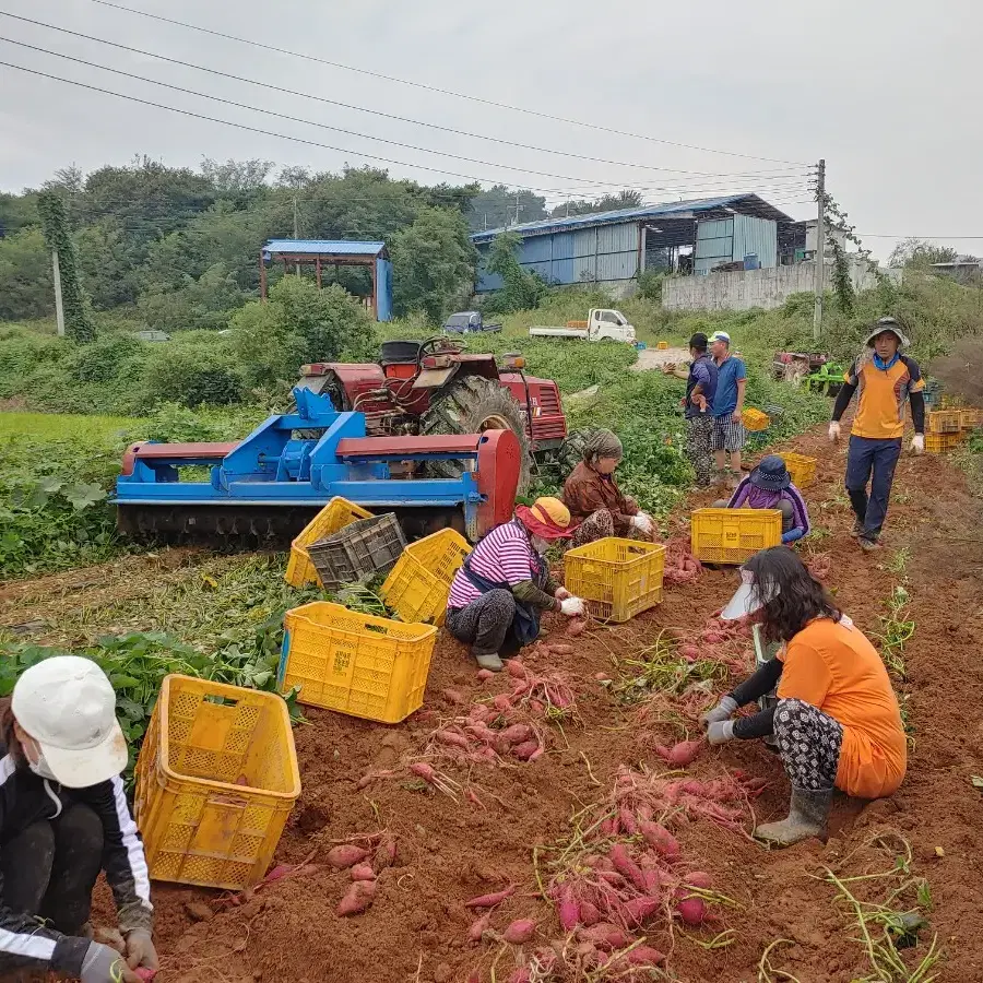 꿀 고구마 판매합니다.