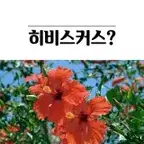 카페인이 들어있지 않은 순수 100% 히비스커스 추출 분말 가루 250g