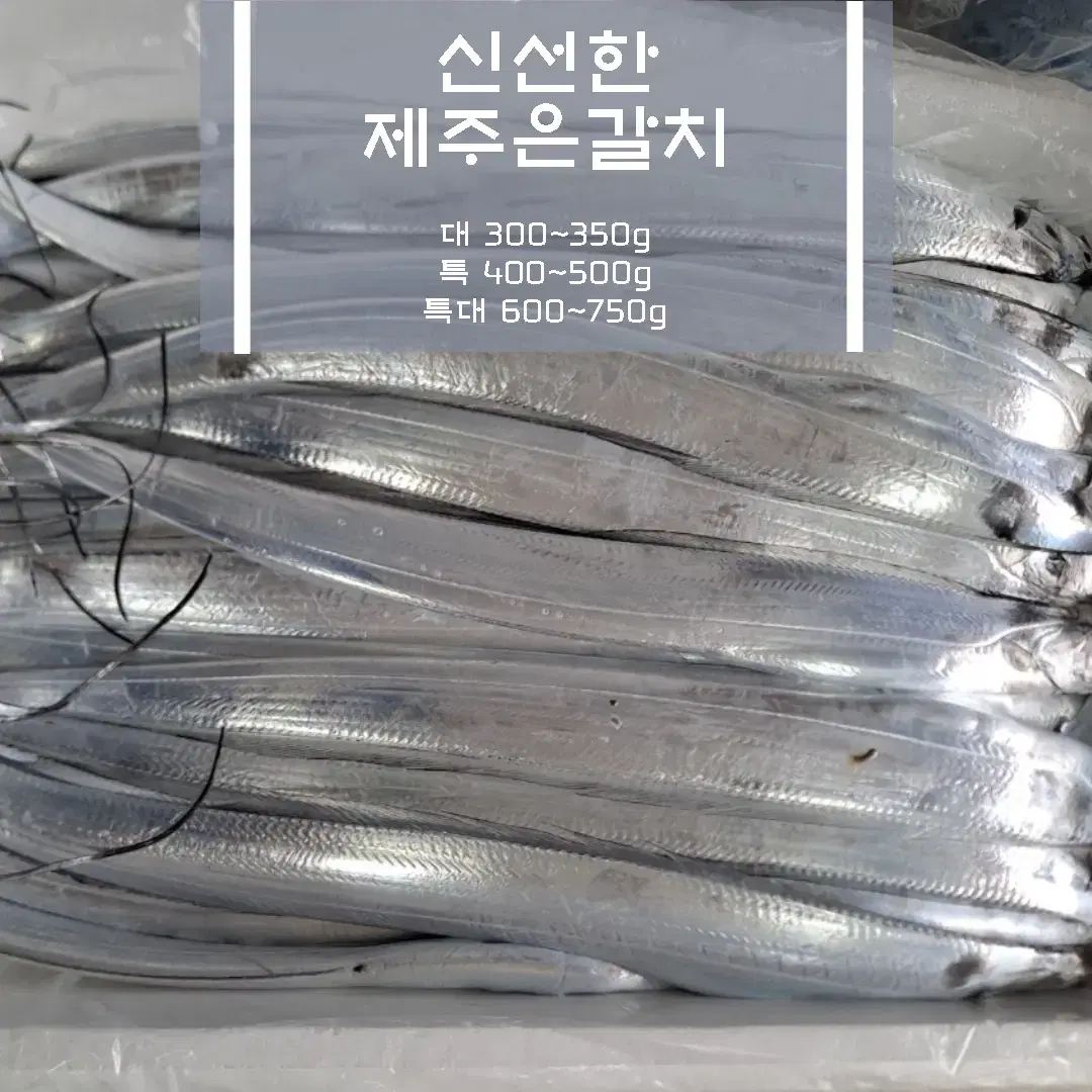 제주신선한 채낚기 은갈치 대300g~ 특400g~ 특대600g~ 당일조업