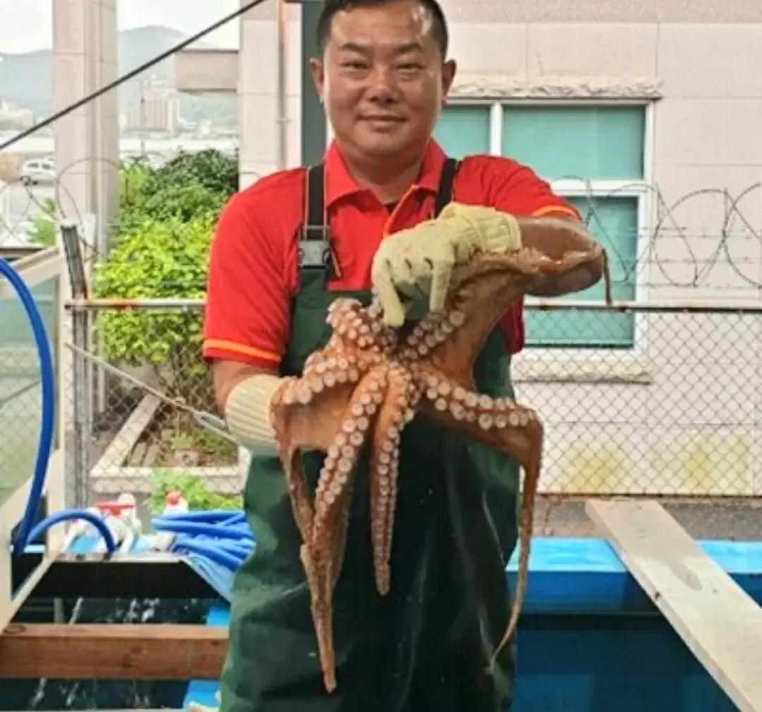 (인기상품)산지직송 통영 통문어 돌문어