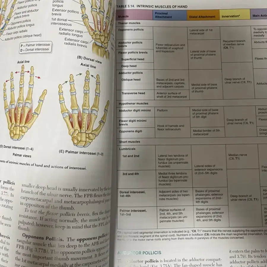 Moore anatomy / 무어  임상  해부학 8판