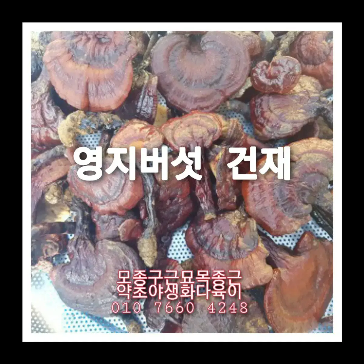 영지버섯 1K | 브랜드 중고거래 플랫폼, 번개장터