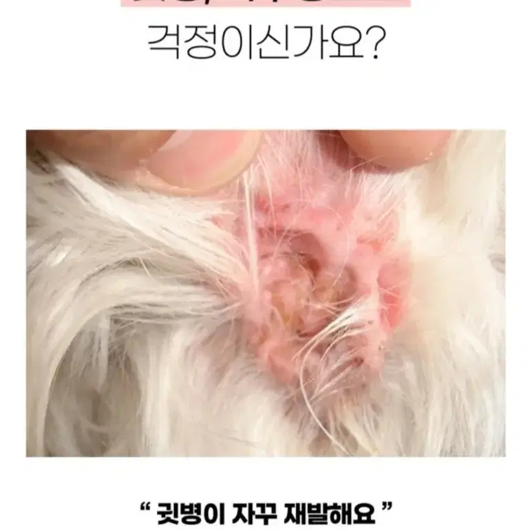 애견 귓병 예방 이어케어 LED 염증치료기(습진도 가능)