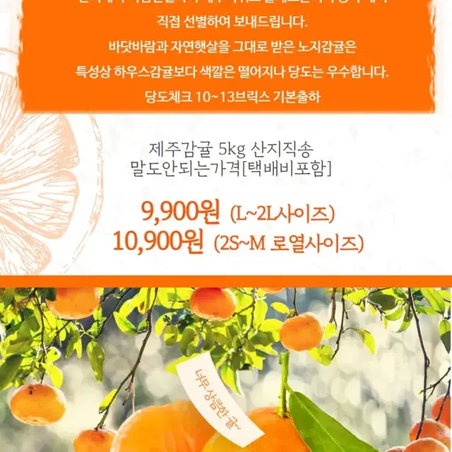 제주 노지귤 택포9900