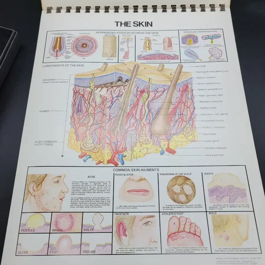 세계최고해부학교제 목차34페이지인체부분별ANATOMICAL CHART