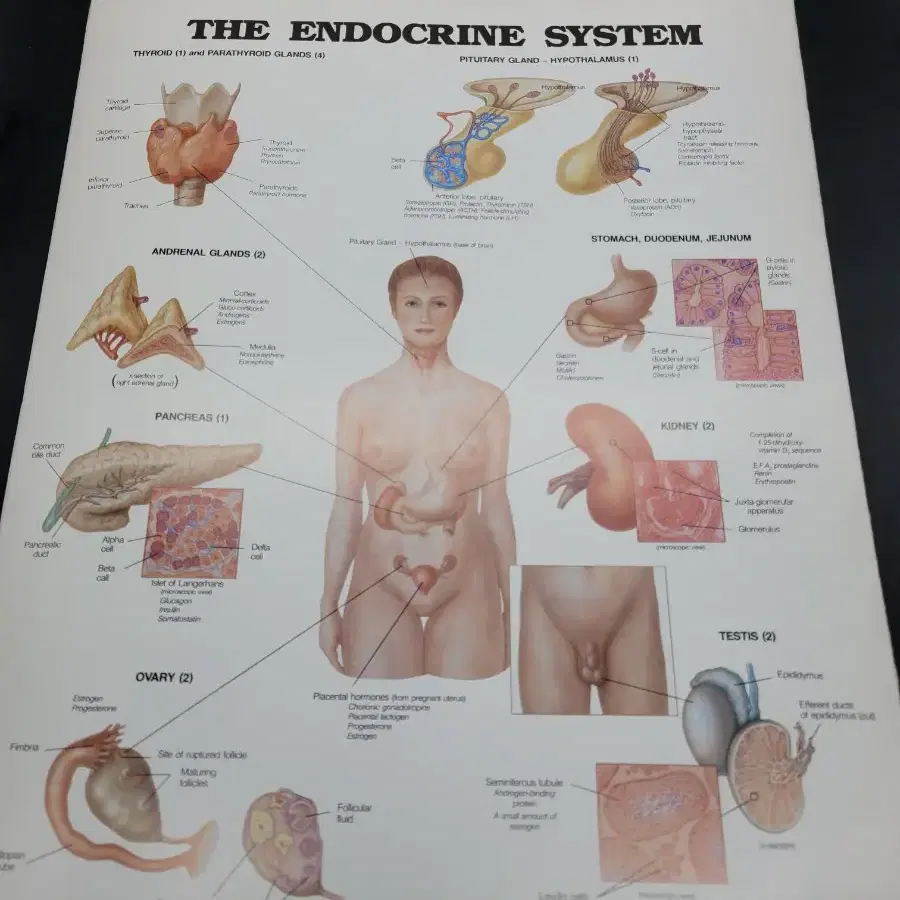 세계최고해부학교제 목차34페이지인체부분별ANATOMICAL CHART