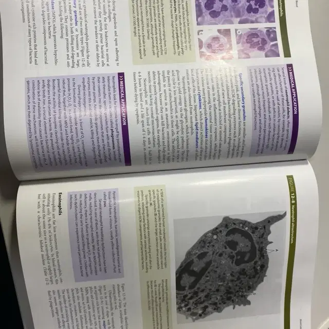 조직학 Junqueira's basic histology 영어 원서 판매