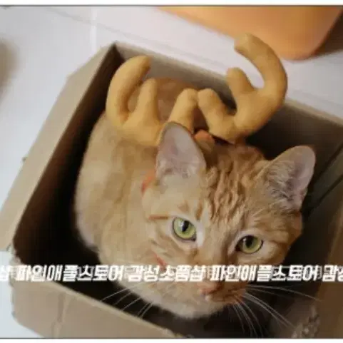 크리스마스 루돌프 강아지 고양이 화관 머리띠 반려동물 촬영 유튜브 모자