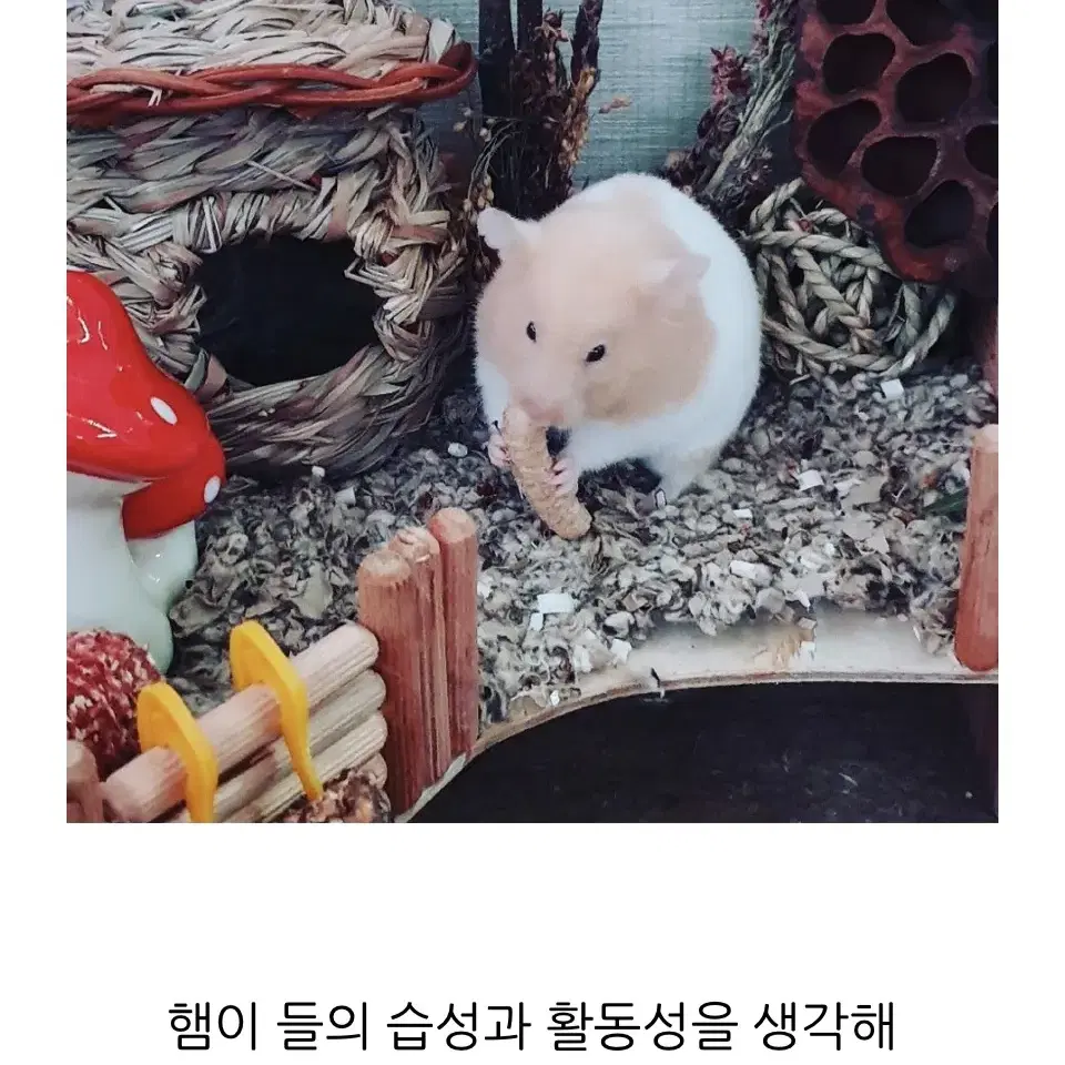 (무료배송)햄스터 은신처 대사이즈/햄스터집/소동물용품/은신처