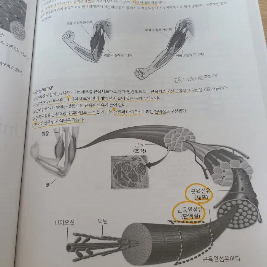 [택포] 대성마이맥 윤도영 2021 내신대비특강 생명1/1.2.3.4단원