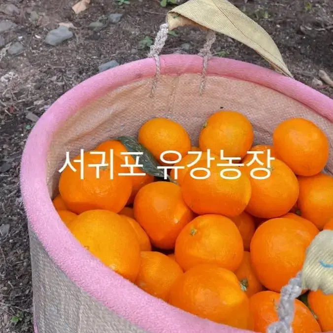 제주도 귤 직거래 판매합니다(택포)