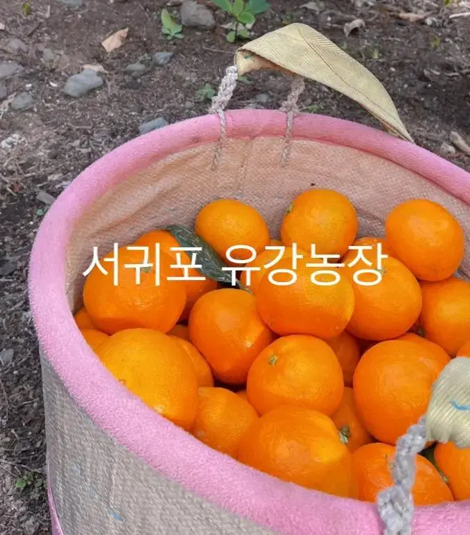 제주도 귤 직거래 판매합니다(택포)