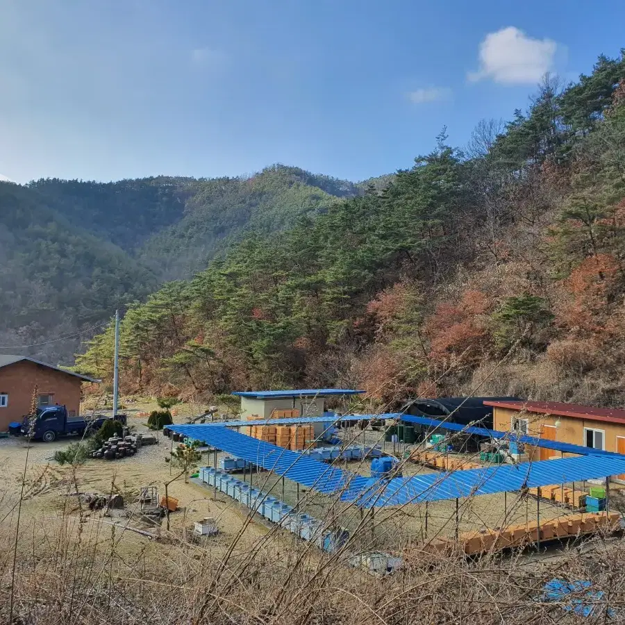 청정지역 산골에서 직접 생산한 생로얄제리 판매합니다!!