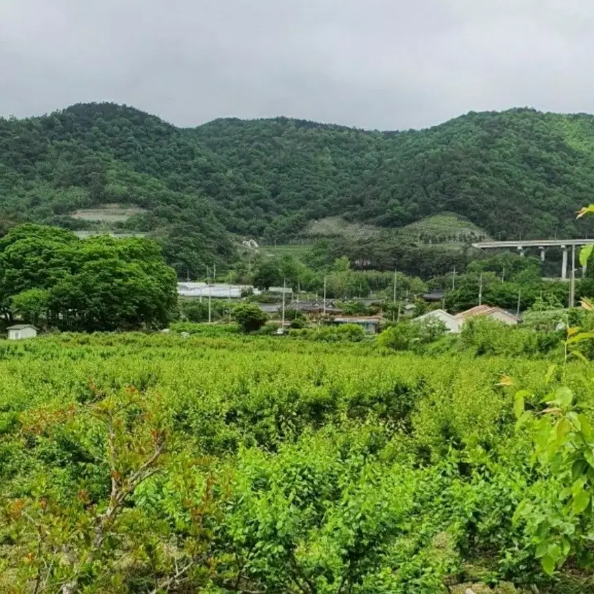 조성한옥 매실액기스 3년숙성 900ml [원산지:국산(전라남도 보성군)]