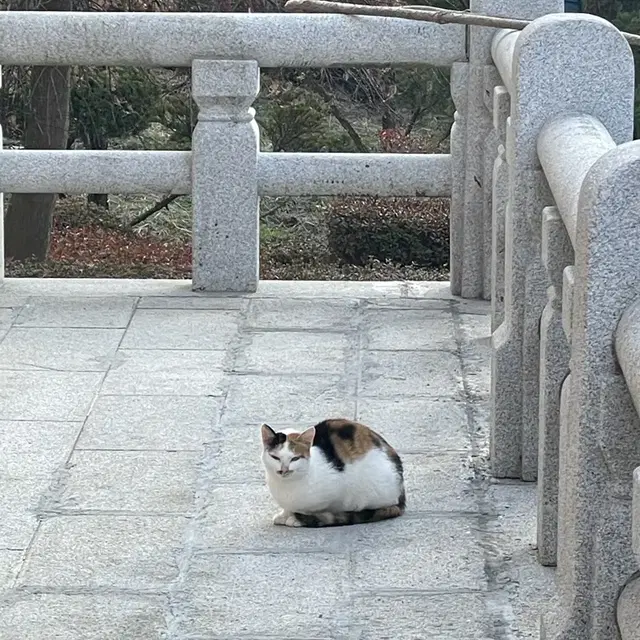 고양이가게님 결제건