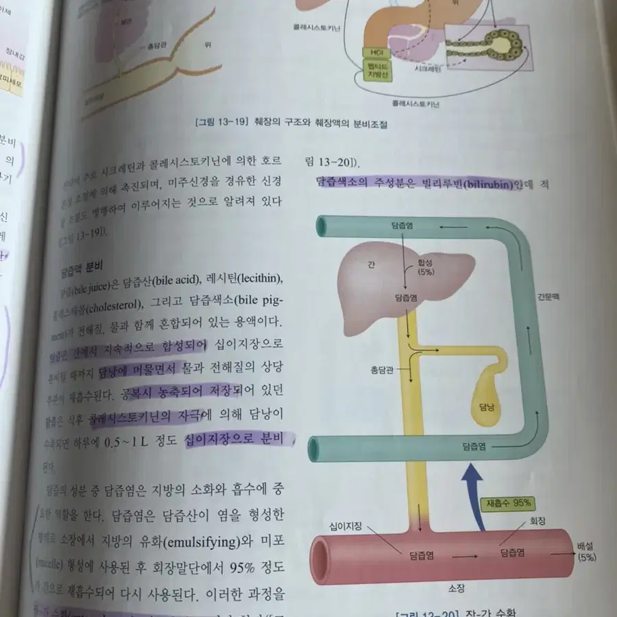 인체생리학