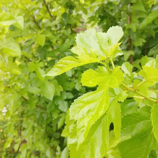 안동 무농약 자연통풍 건조 최상급 햇뽕잎,산칡잎