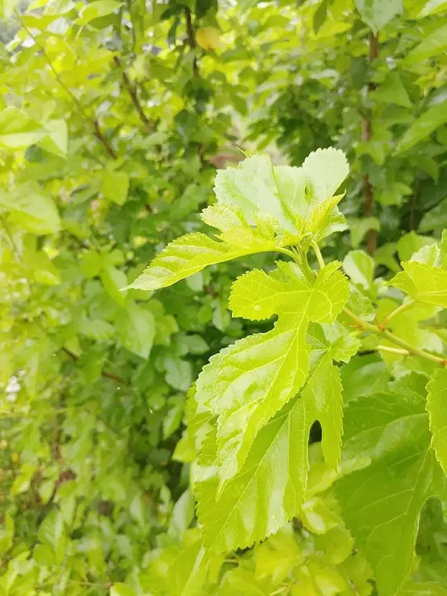 안동 무농약 자연통풍 건조 최상급 햇뽕잎,산칡잎