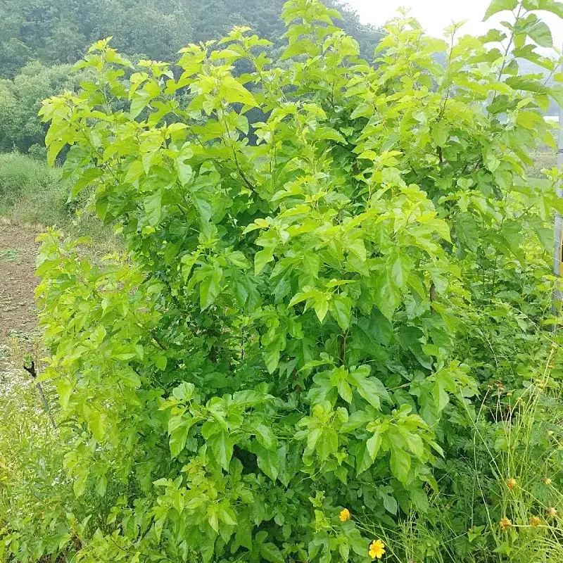 안동 무농약 최상급 뽕잎,산칡잎(3팩 가격)