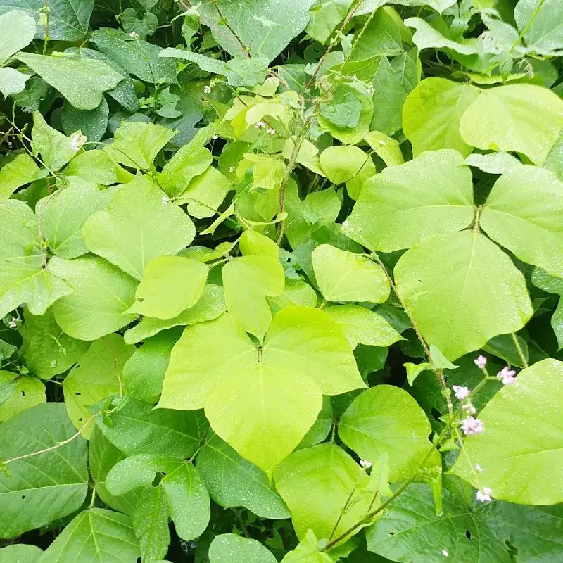 안동 무농약 최상급 뽕잎,산칡잎(3팩 가격)