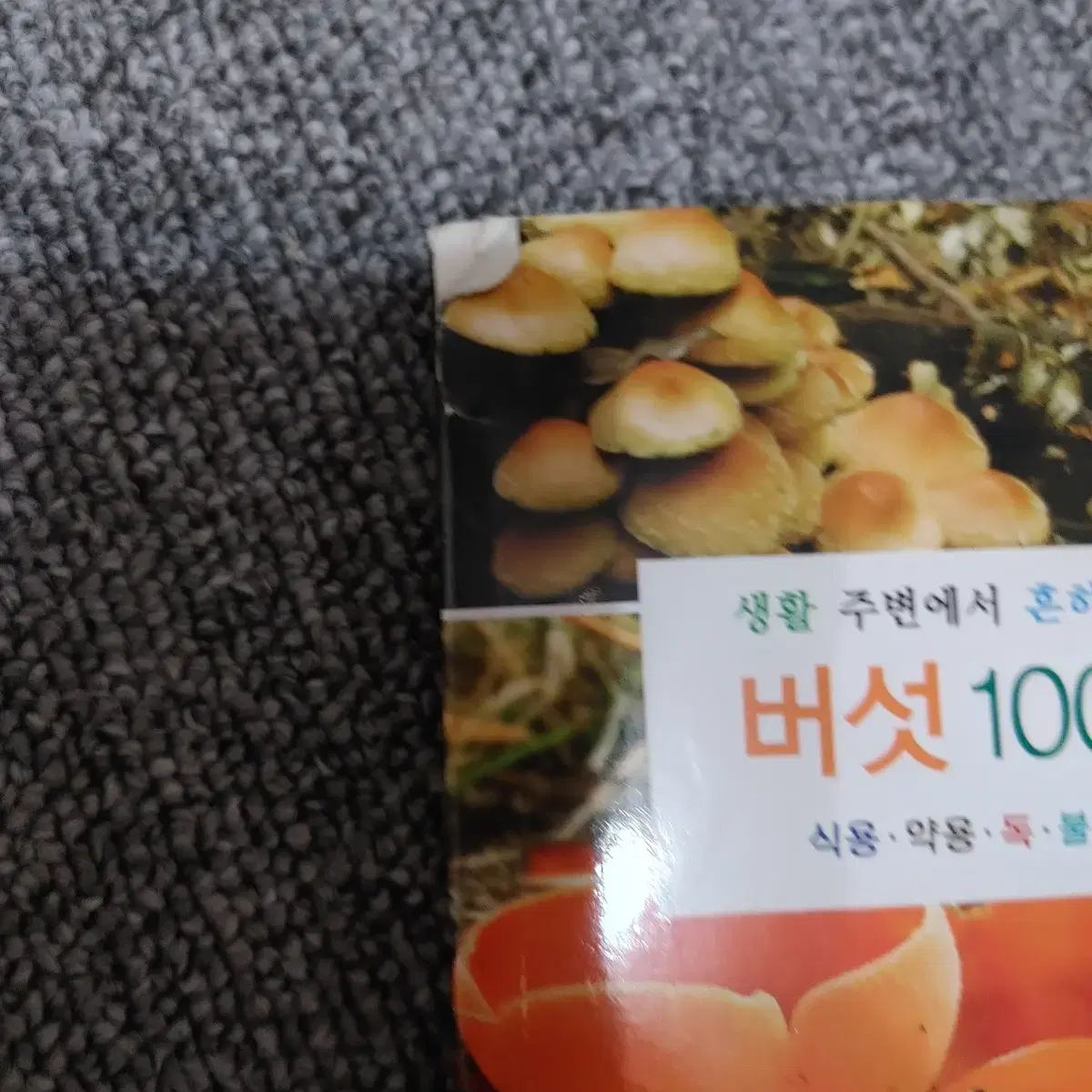 버섯 100가지 식용 약용 독 불분명한 버섯 도서 책 핸드북