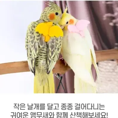 [후기인증] 내곁에산책리드줄 앵무새 안전 교감 반려새 동물 애완 줄