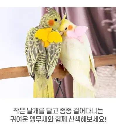 [후기인증] 내곁에산책리드줄 앵무새 안전 교감 반려새 동물 애완 줄