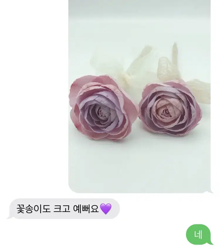 프리저브드 투톤 라넌큘러스 두송이